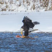 I Got It. Photo by Dave Bell.