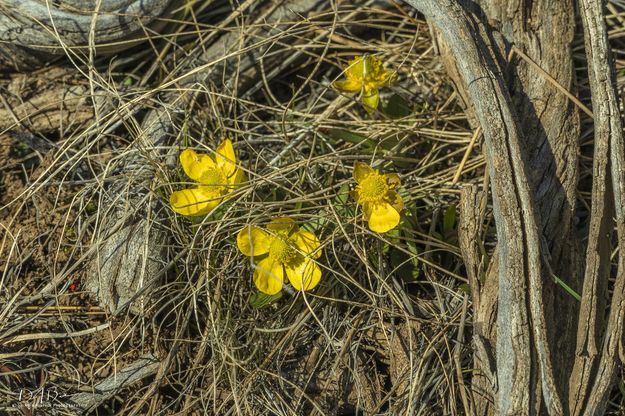 First Of The Year. Photo by Dave Bell.