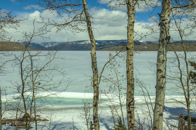 Pretty White. Photo by Dave Bell.