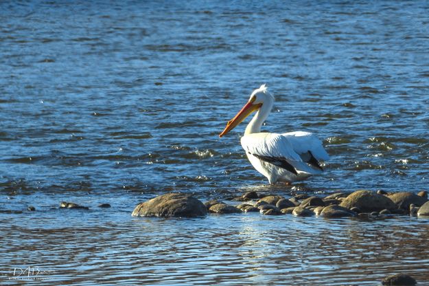 New Fork Pelican. Photo by Dave Bell.