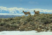 Mom And Yearling. Photo by Dave Bell.