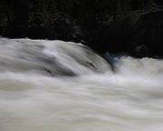 Spawning. Photo by Dave Bell.