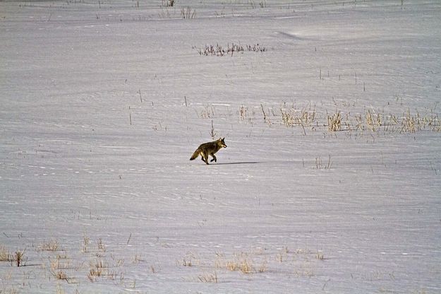 Wiley Coyote. Photo by Dave Bell.