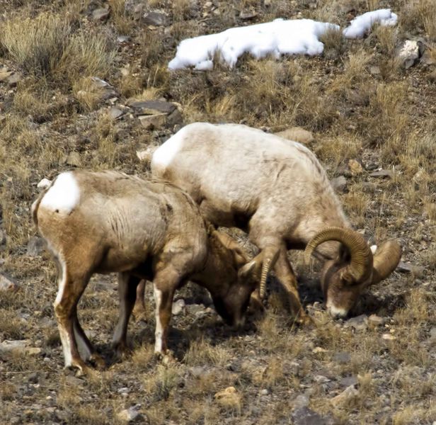 Buddies. Photo by Dave Bell.