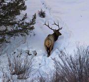 Nice Bull--Not Elk Refuge. Photo by Dave Bell.