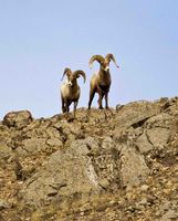 Two Rams On The Ridge. Photo by Dave Bell.