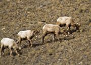 Four Pack. Photo by Dave Bell.