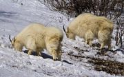 Mt. Goats At Alpine. Photo by Dave Bell.