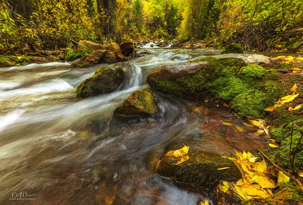 Rushing. Photo by Dave Bell.