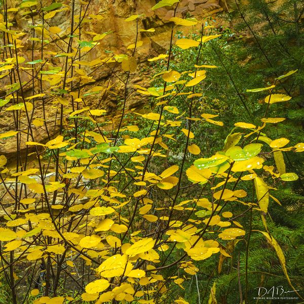 Fall Raindrops. Photo by Dave Bell.