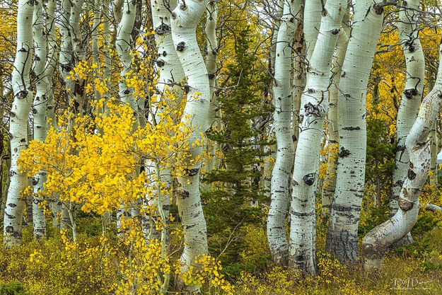 Crooked Stand. Photo by Dave Bell.