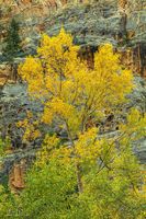 Golden Cliffs. Photo by Dave Bell.