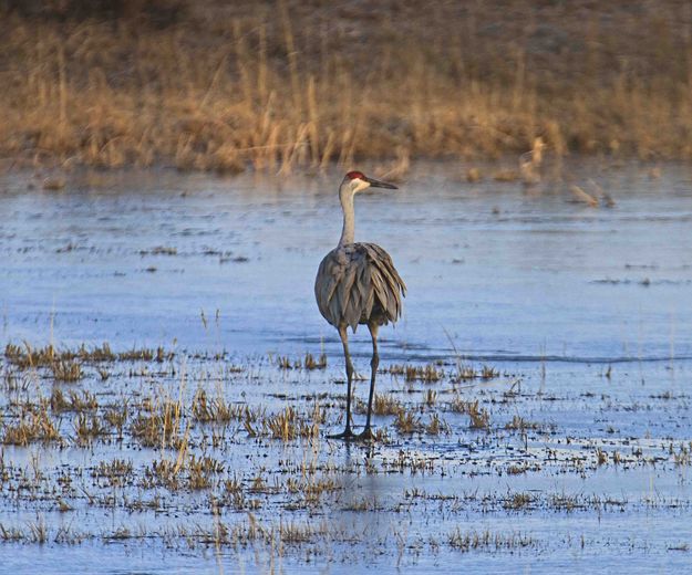 Maybe I Should Go Back!?. Photo by Dave Bell.