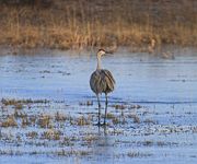 Maybe I Should Go Back!?. Photo by Dave Bell.