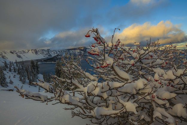 Frozen Berries. Photo by Dave Bell.