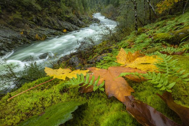 Fallen Leaves. Photo by Dave Bell.