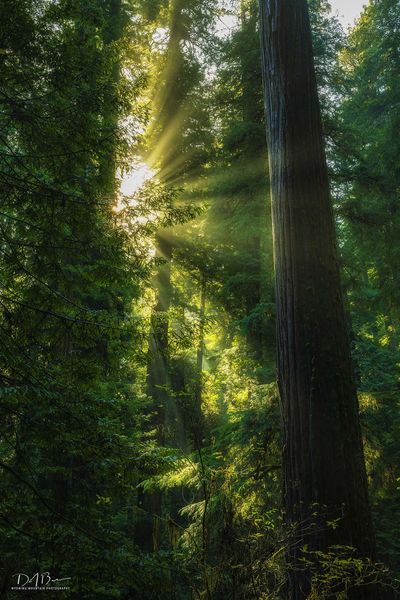 Powerful. Photo by Dave Bell.