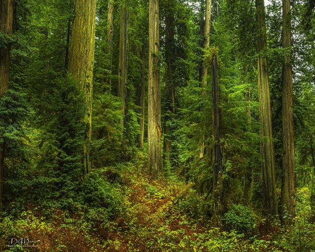 Big Tree Beauty. Photo by Dave Bell.