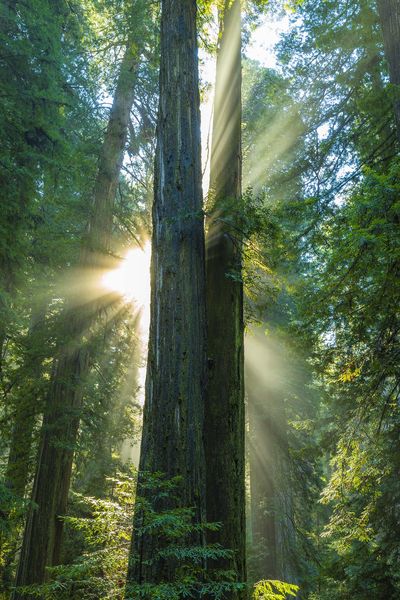 Explosion Of Light. Photo by Dave Bell.