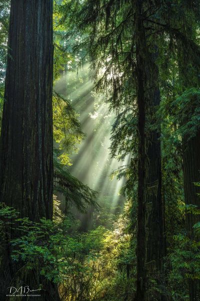 Morning Rays. Photo by Dave Bell.