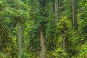 Deep In The Redwoods. Photo by Dave Bell.