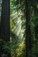 Morning Rays. Photo by Dave Bell.