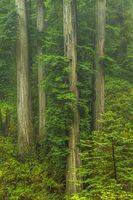 Four Millenium Giants. Photo by Dave Bell.