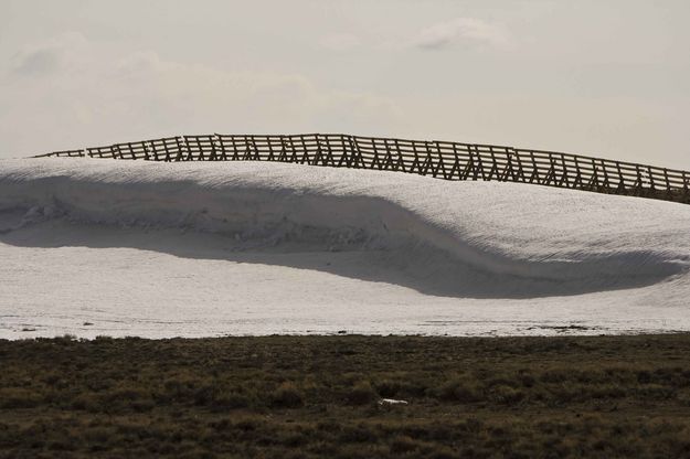 Large Snowfence Drifts. Photo by Dave Bell.