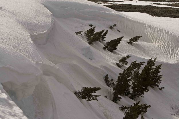 Snowy Bowl. Photo by Dave Bell.