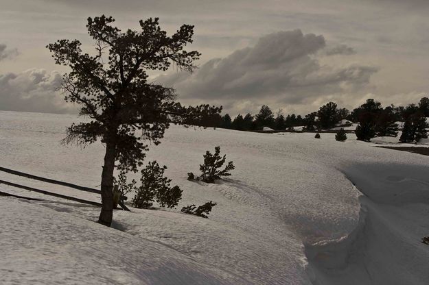 Lone Tree. Photo by Dave Bell.