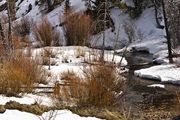 Creeks Showing Spring. Photo by Dave Bell.