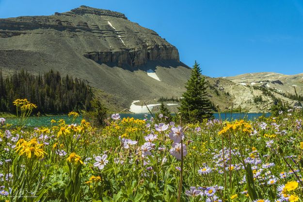 Flowers And Triangle Peak. Photo by Dave Bell.