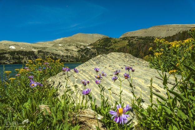 Flower Colors. Photo by Dave Bell.