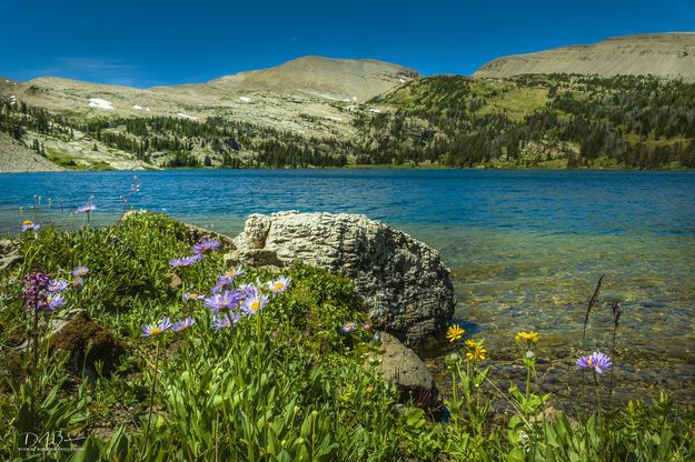 Asters And Arnica. Photo by Dave Bell.