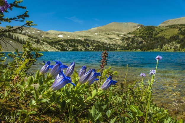 Explorers Gentian. Photo by Dave Bell.