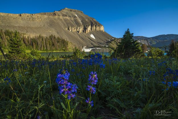 Triangle Beauty. Photo by Dave Bell.