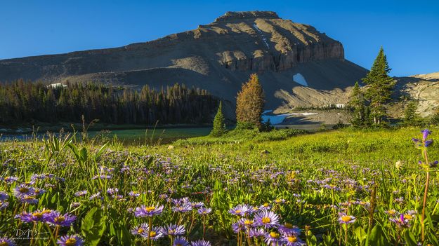 Aster Garden. Photo by Dave Bell.