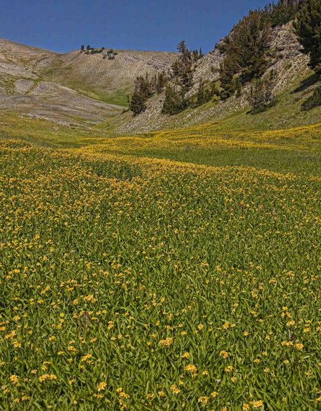 Yellow Flowers. Photo by Dave Bell.