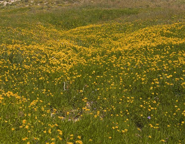 Yellow Flowers. Photo by Dave Bell.