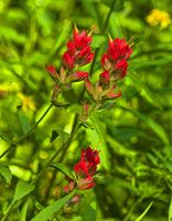 Indian Paintbrush. Photo by Dave Bell.