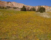 Golden Fall Ground Cover. Photo by Dave Bell.