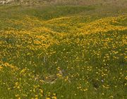 Yellow Flowers. Photo by Dave Bell.