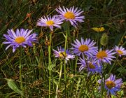 Showy Fleabane Daisy. Photo by Dave Bell.