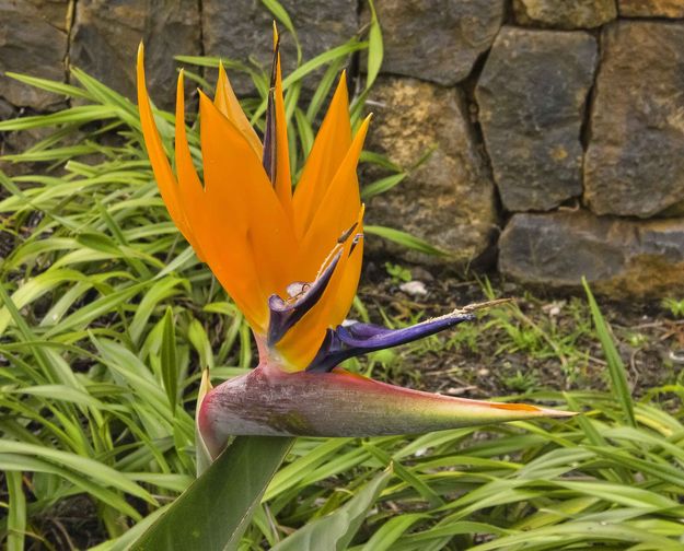 Bird Of Paradise. Photo by Dave Bell.
