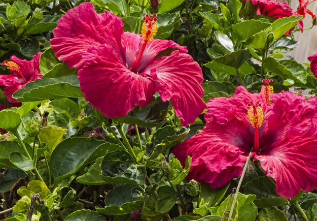 Red Hibiscus. Photo by Dave Bell.