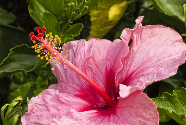Pink Hibiscus. Photo by Dave Bell.