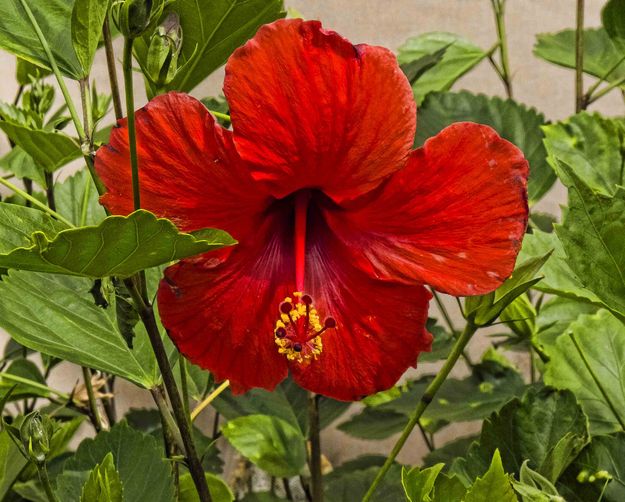 Hibiscus Flower. Photo by Dave Bell.