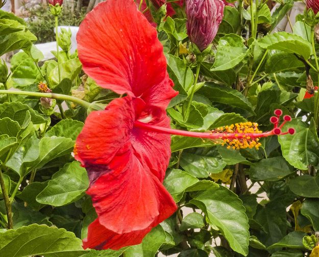 Red Hibiscus. Photo by Dave Bell.