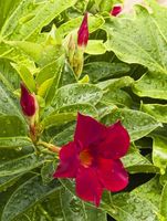 Reddish Purple Flower--Unidentified. Photo by Dave Bell.