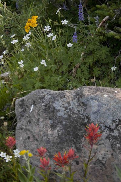 Rock Creek Flowers. Photo by Dave Bell.